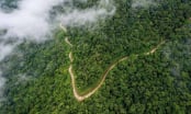 Protecting forests, building a green future: Initiative to turn forests into sustainable livelihoods